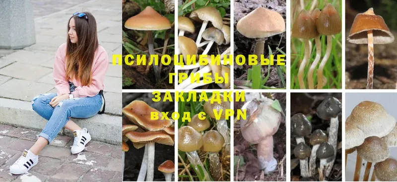 Галлюциногенные грибы Cubensis  мега онион  Боготол 